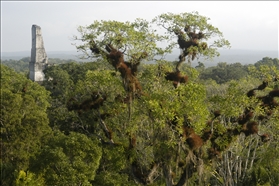 Tikal UNESCO